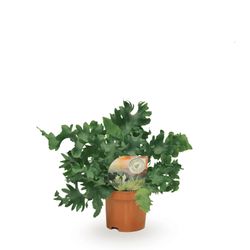 Phlebodium Davana T09 H20