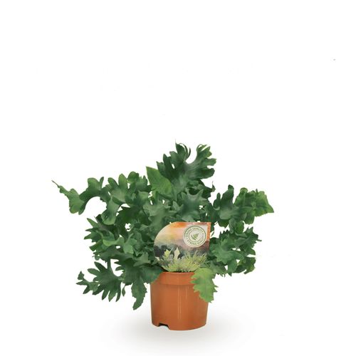 Phlebodium Davana T09 H20