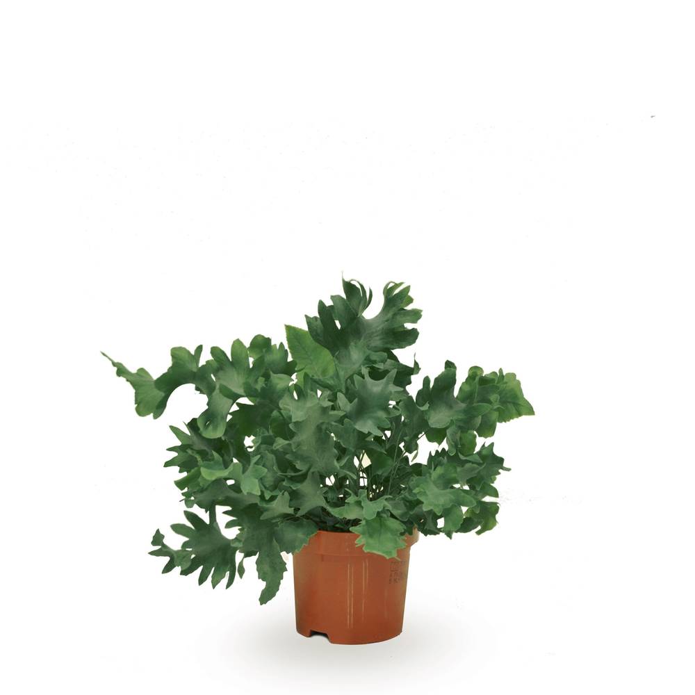 Phlebodium Davana T09 H20