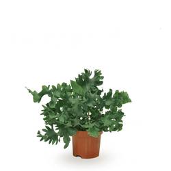 Phlebodium Davana T09 H20