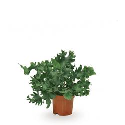 Phlebodium Davana T09 H20