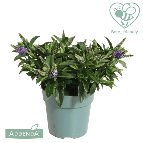 Hebe blau Petita T12 H25