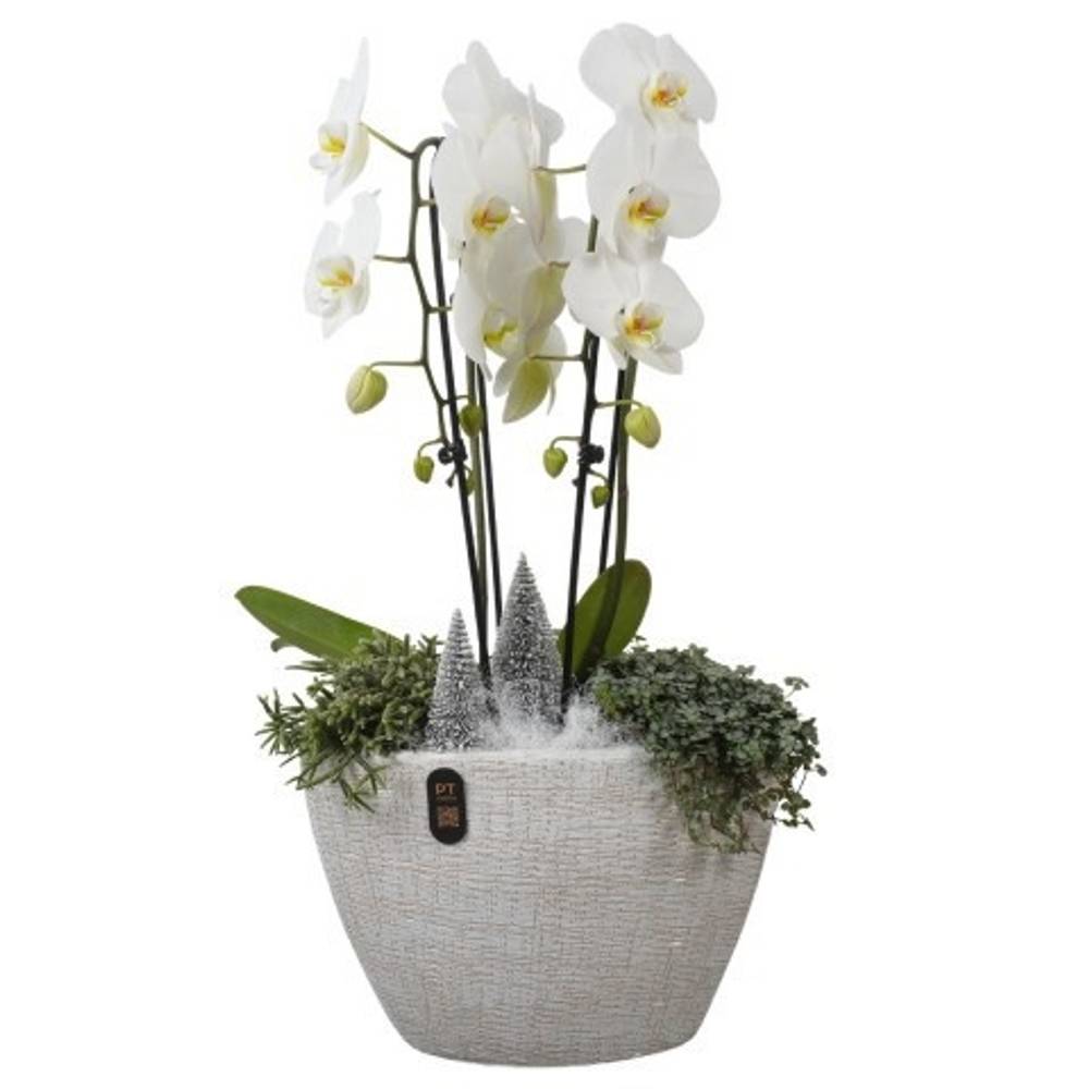 Phal.Arr PTPCE3612 Weihnachten T33 H068