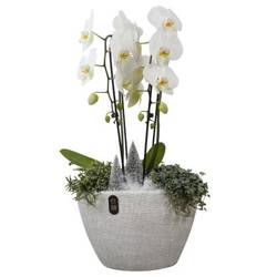 Phal.Arr PTPCE3612 Weihnachten T33 H068