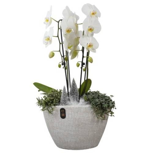 Phal.Arr PTPCE3612 Weihnachten T33 H068