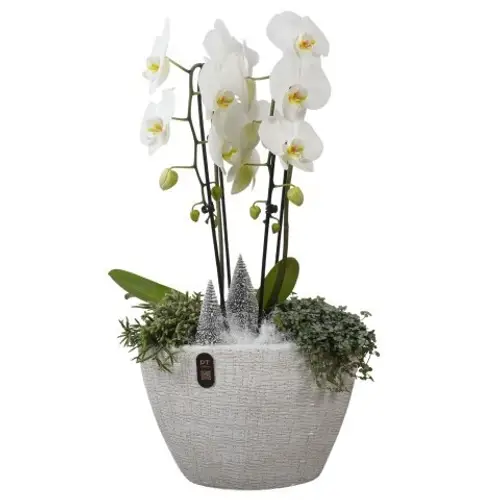 Phal.Arr PTPCE3612 Weihnachten T33 H068