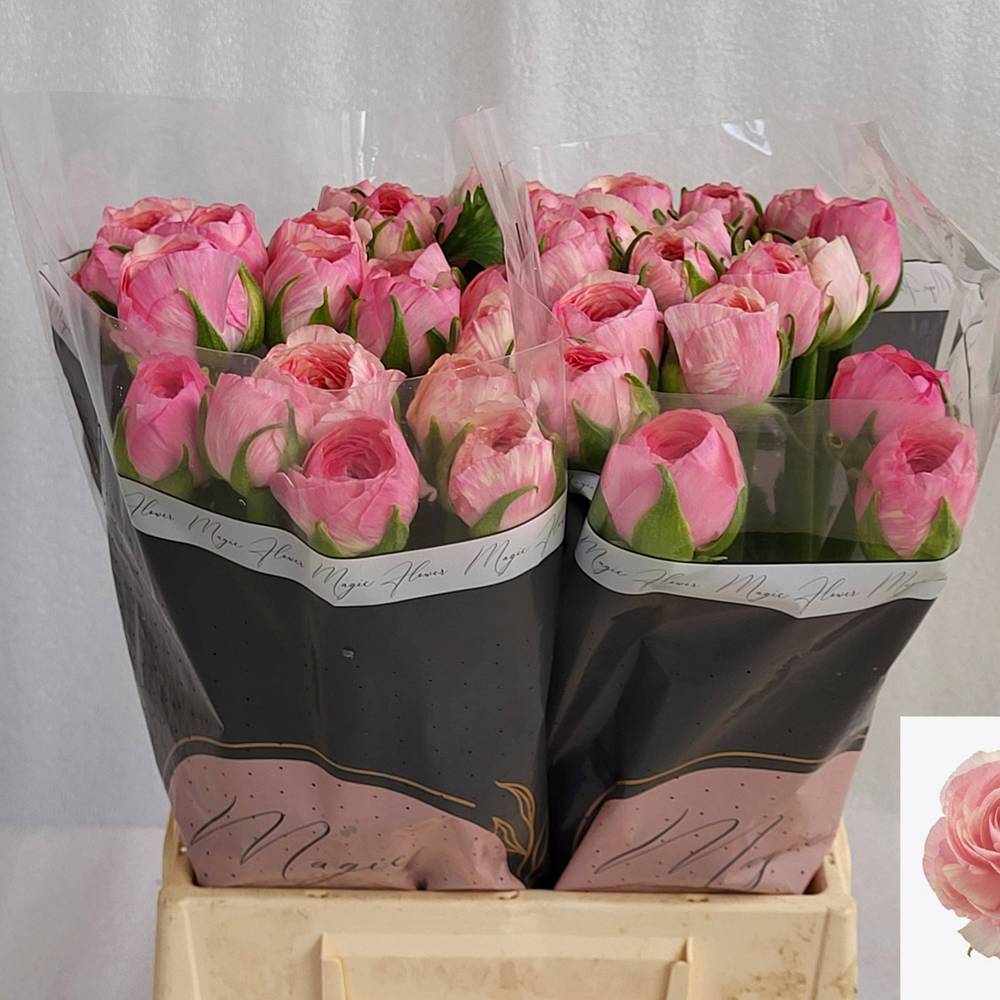 Ranunkel rosa Real Loren x 30 40 Gramm 45cm