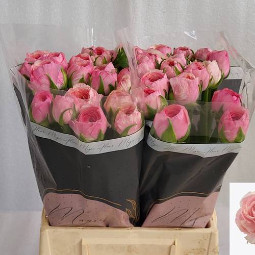 Ranunkel rosa Real Loren x 30 40 Gramm 45cm