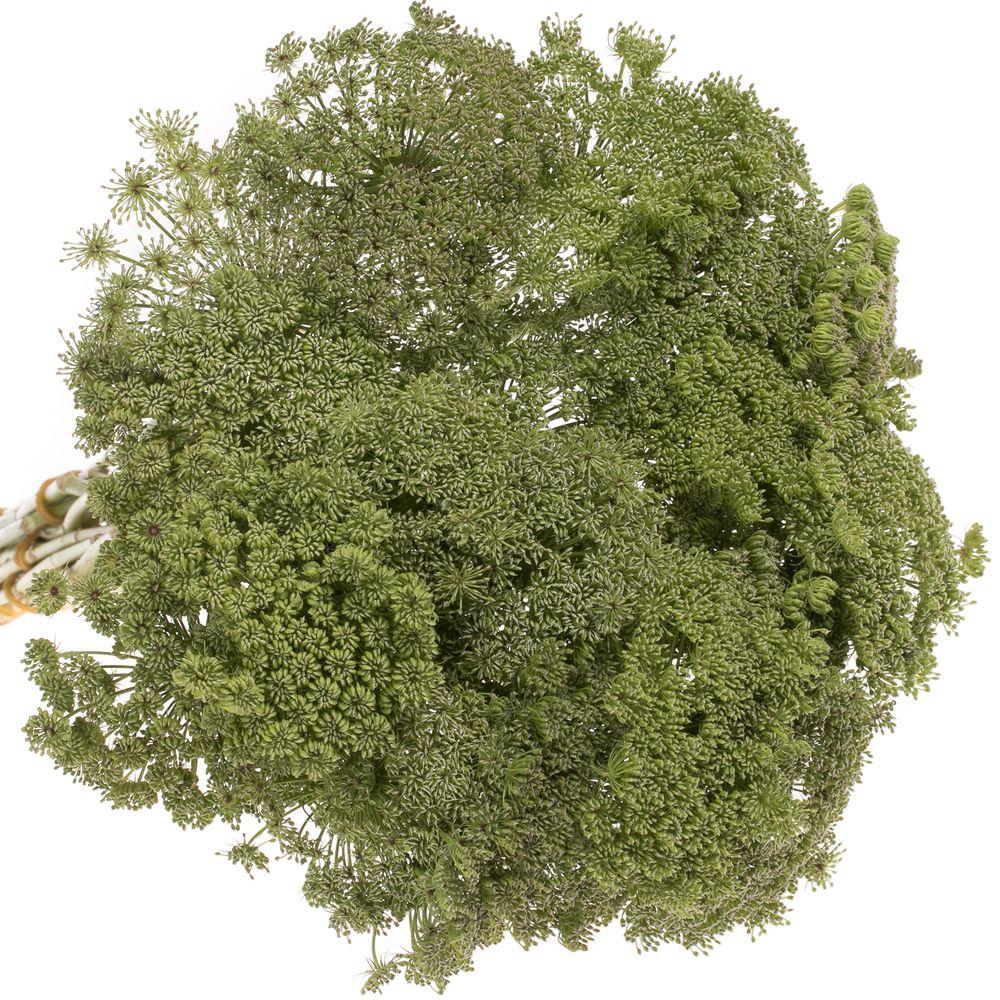Dille grün Green Mist 60cm
