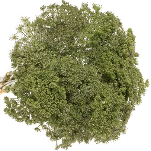 Dille grün Green Mist 60cm