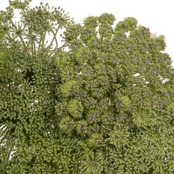 Dille grün Green Mist 60cm