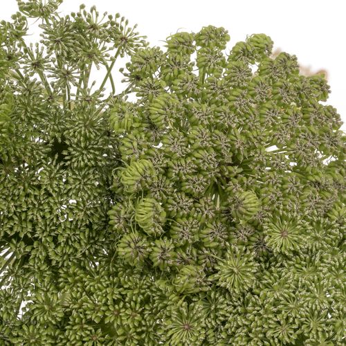 Dille grün Green Mist 60cm