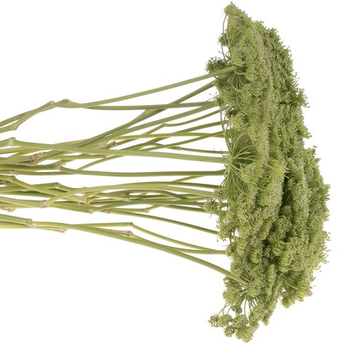 Dille grün Green Mist 60cm