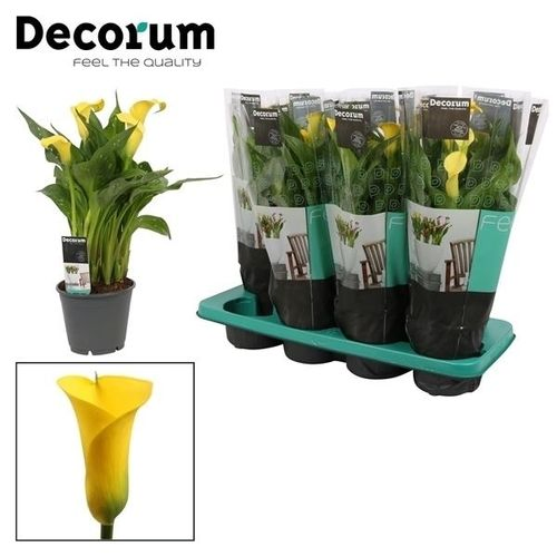 Calla gelb Sunclub T14 H45
