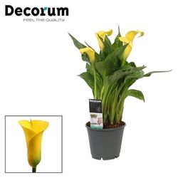 Calla gelb Sunclub T14 H45