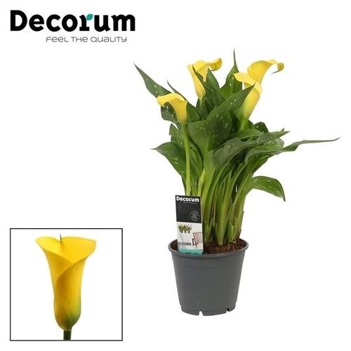 Calla gelb Sunclub T14 H45