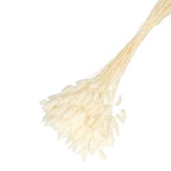 Trocken Lagurus gebleicht L65cm 100gr