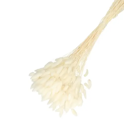 Trocken Lagurus gebleicht L65cm 100gr