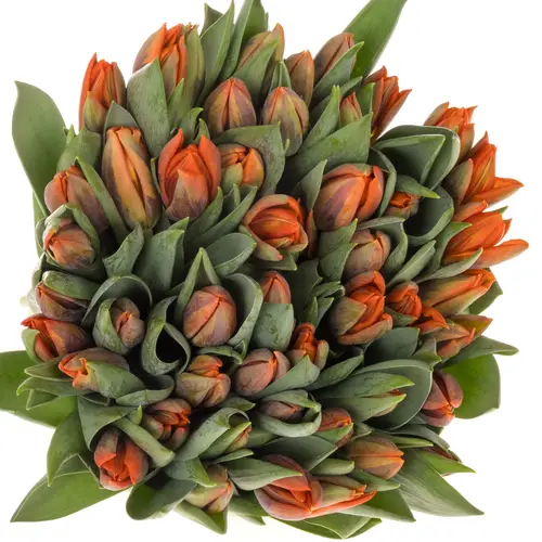 Tulpe orange Hermitage 28 Gramm