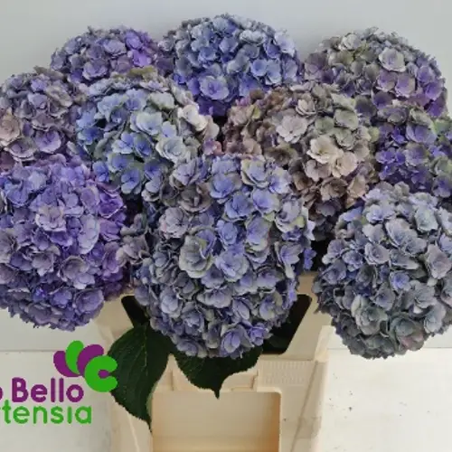Hortensie blaugrün Anastasia cl Bol 22cm 80cm