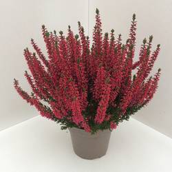 Calluna rot GG T13 H027