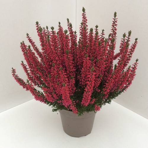 Calluna rot GG T13 H027