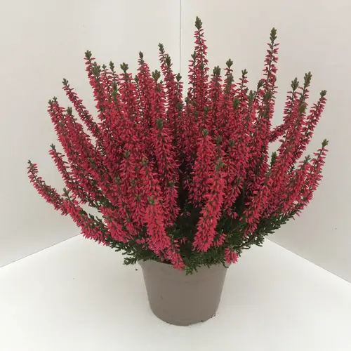 Calluna rot GG T13 H027