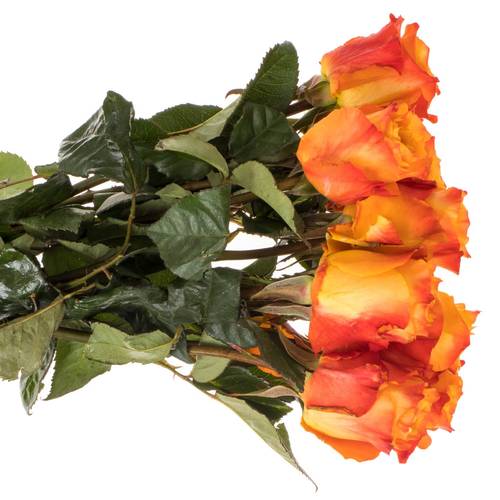 Rose orange Diyas Fire 35cm