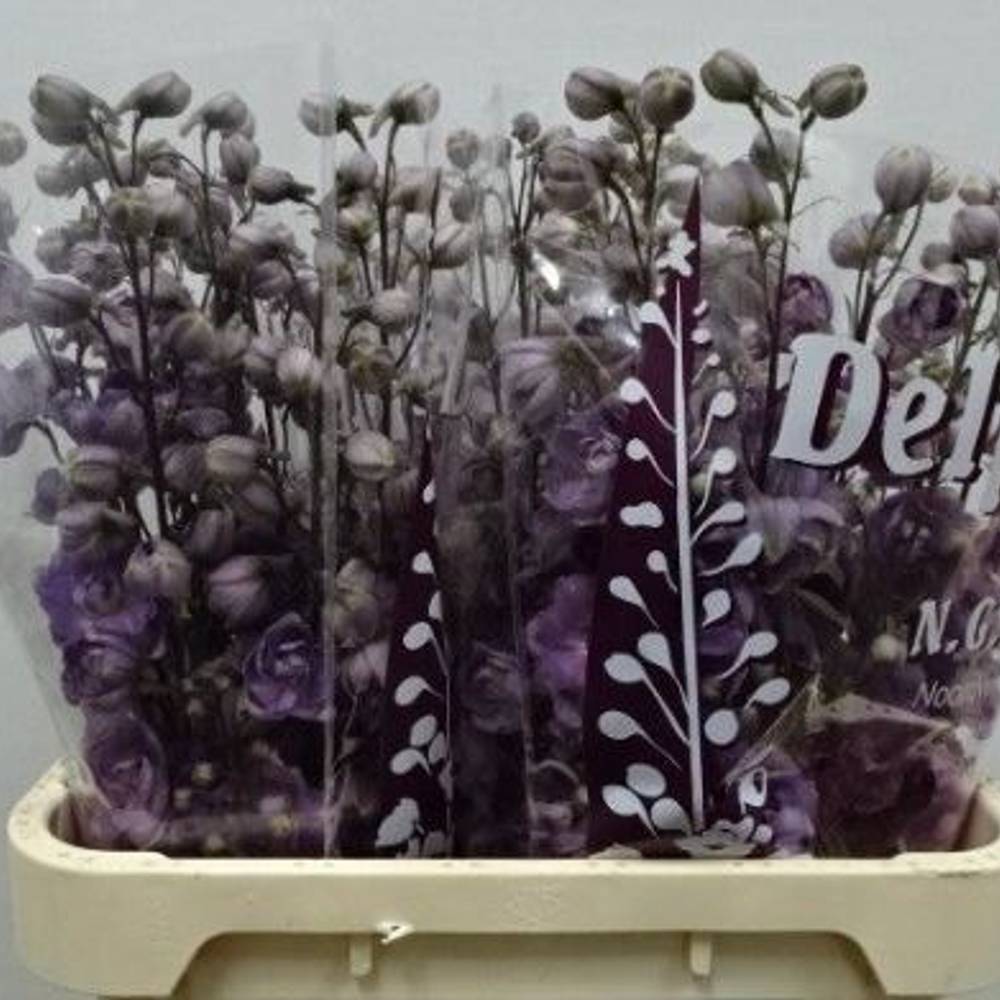 Delphinium lila maria rosa 80cm