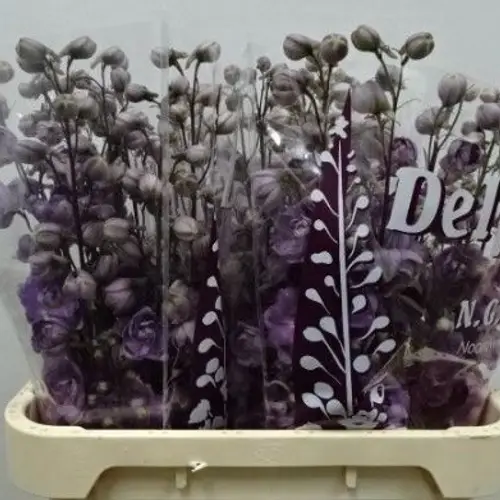 Delphinium lila maria rosa 80cm