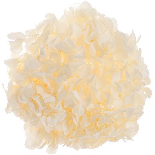 Präparierte Hortensie weiss Whi-01