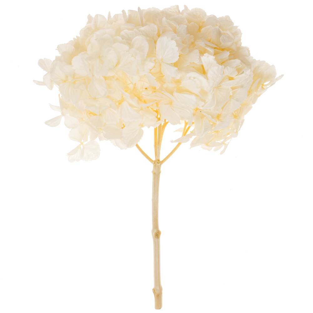 Präparierte Hortensie weiss Whi-01