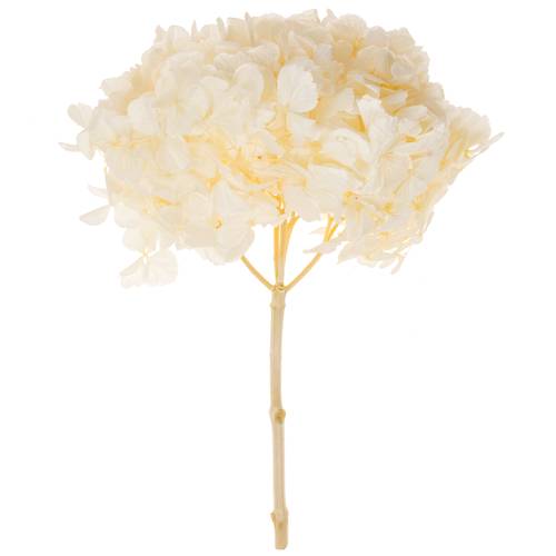 Präparierte Hortensie weiss Whi-01
