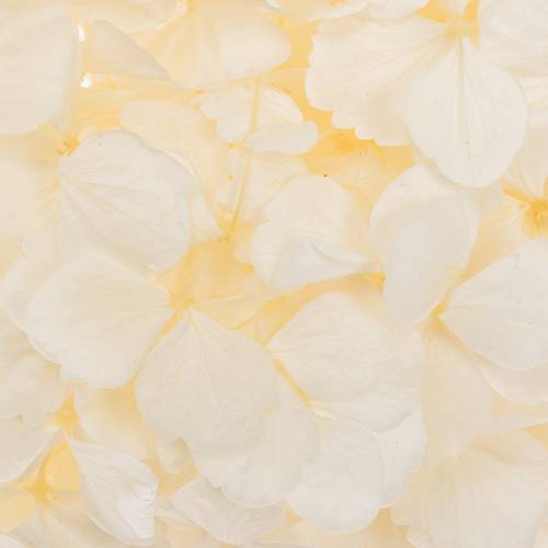 Präparierte Hortensie weiss Whi-01
