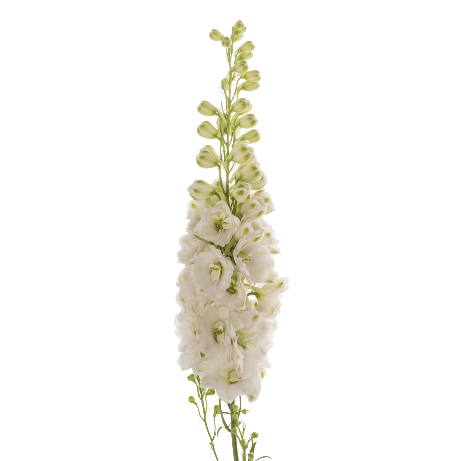 Delphinium weiss Aurora 80cm
