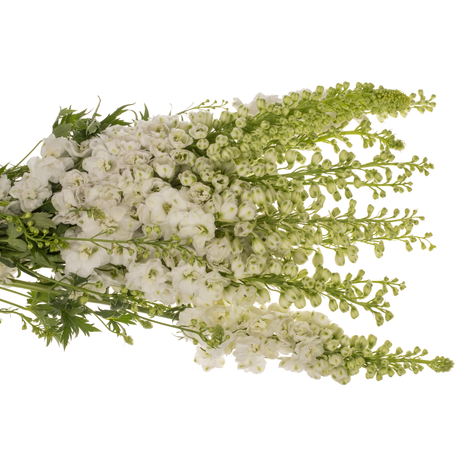 Delphinium weiss Aurora 80cm