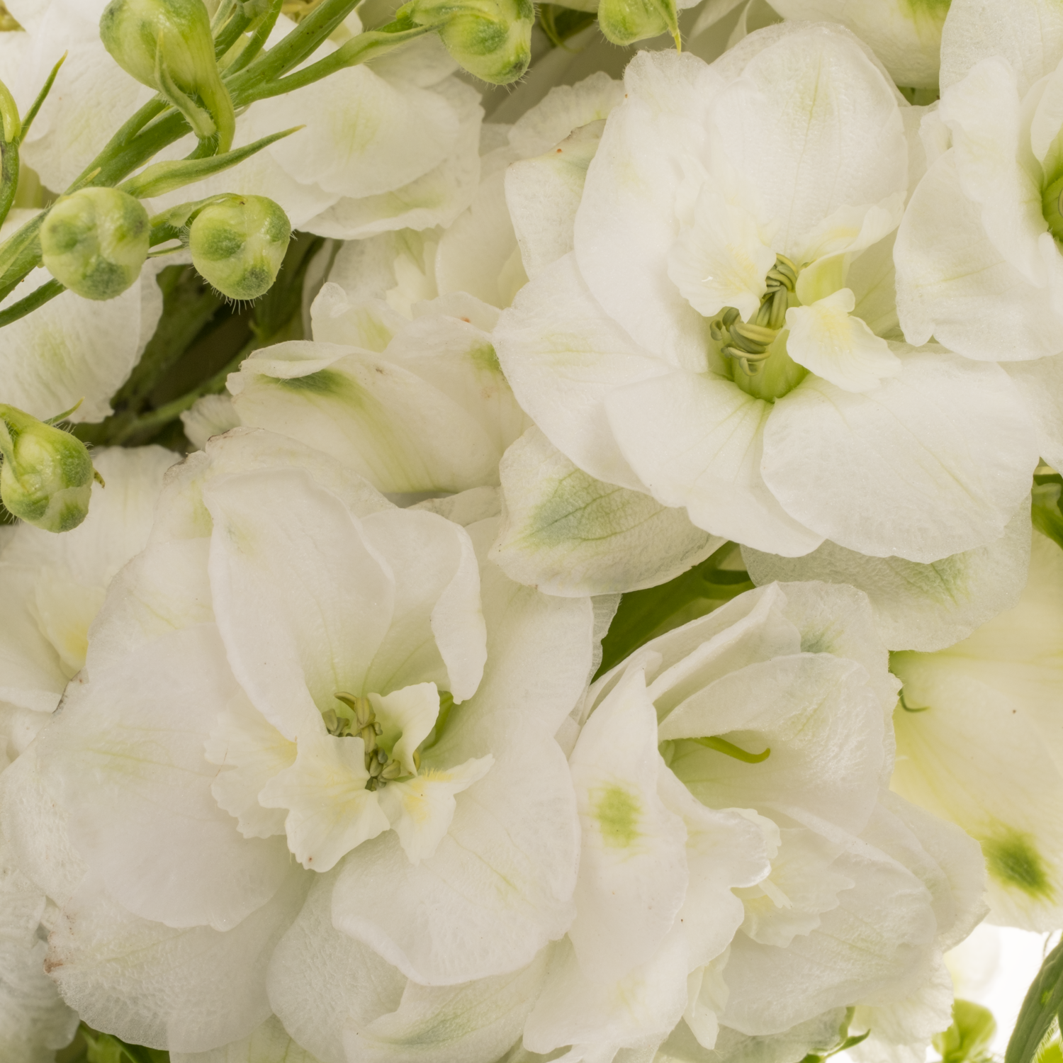 Delphinium weiss Aurora 80cm