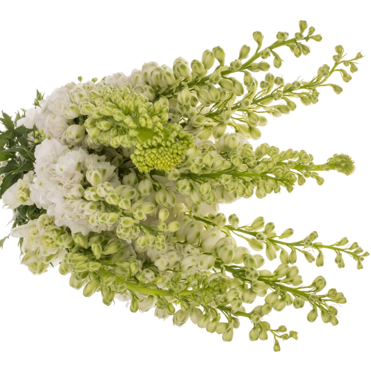 Delphinium weiss Aurora 80cm