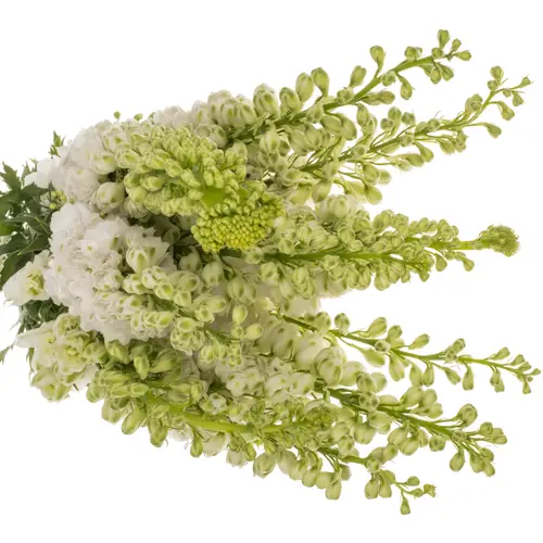 Delphinium weiss Aurora 80cm