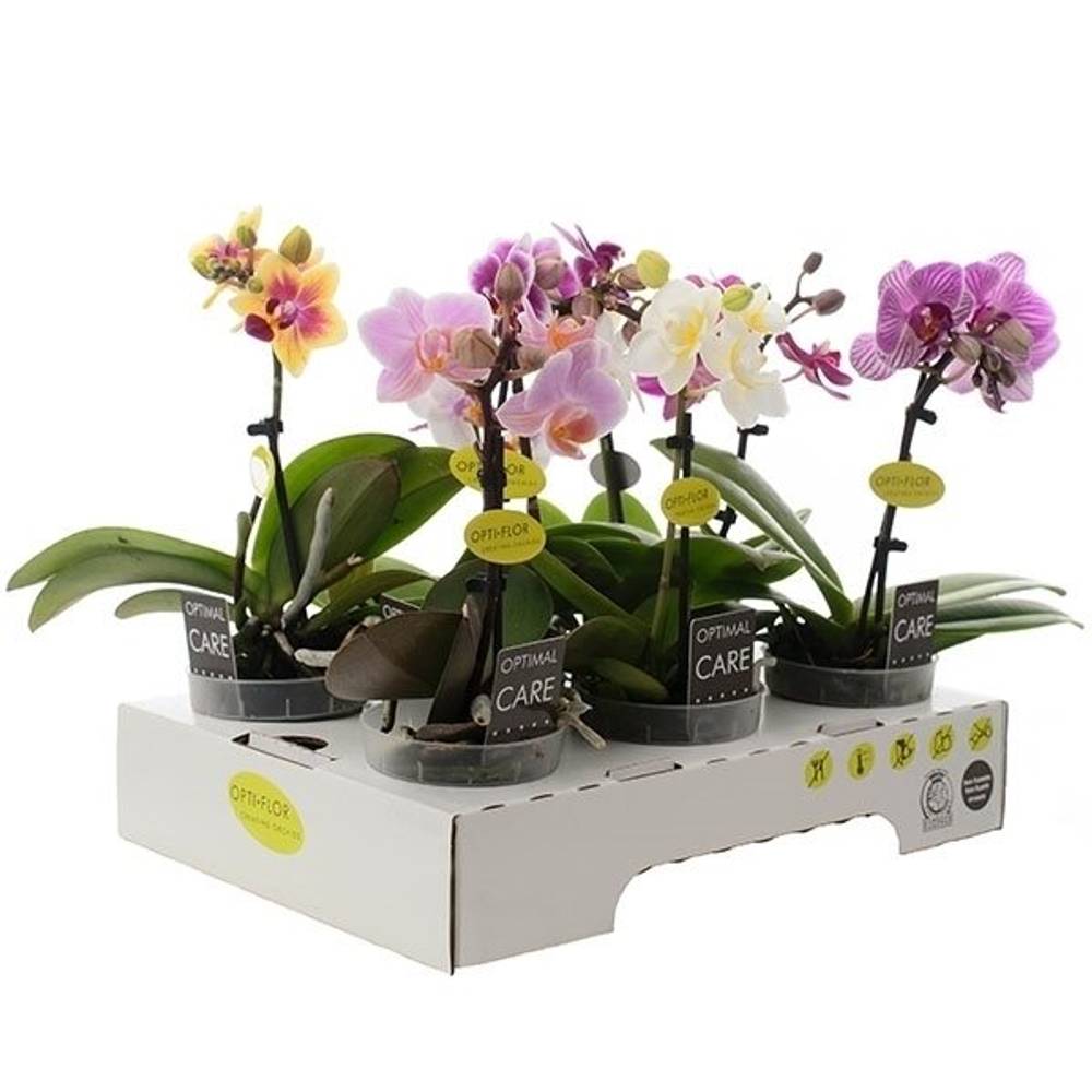 Phal.1-R mix Mini T07 H25