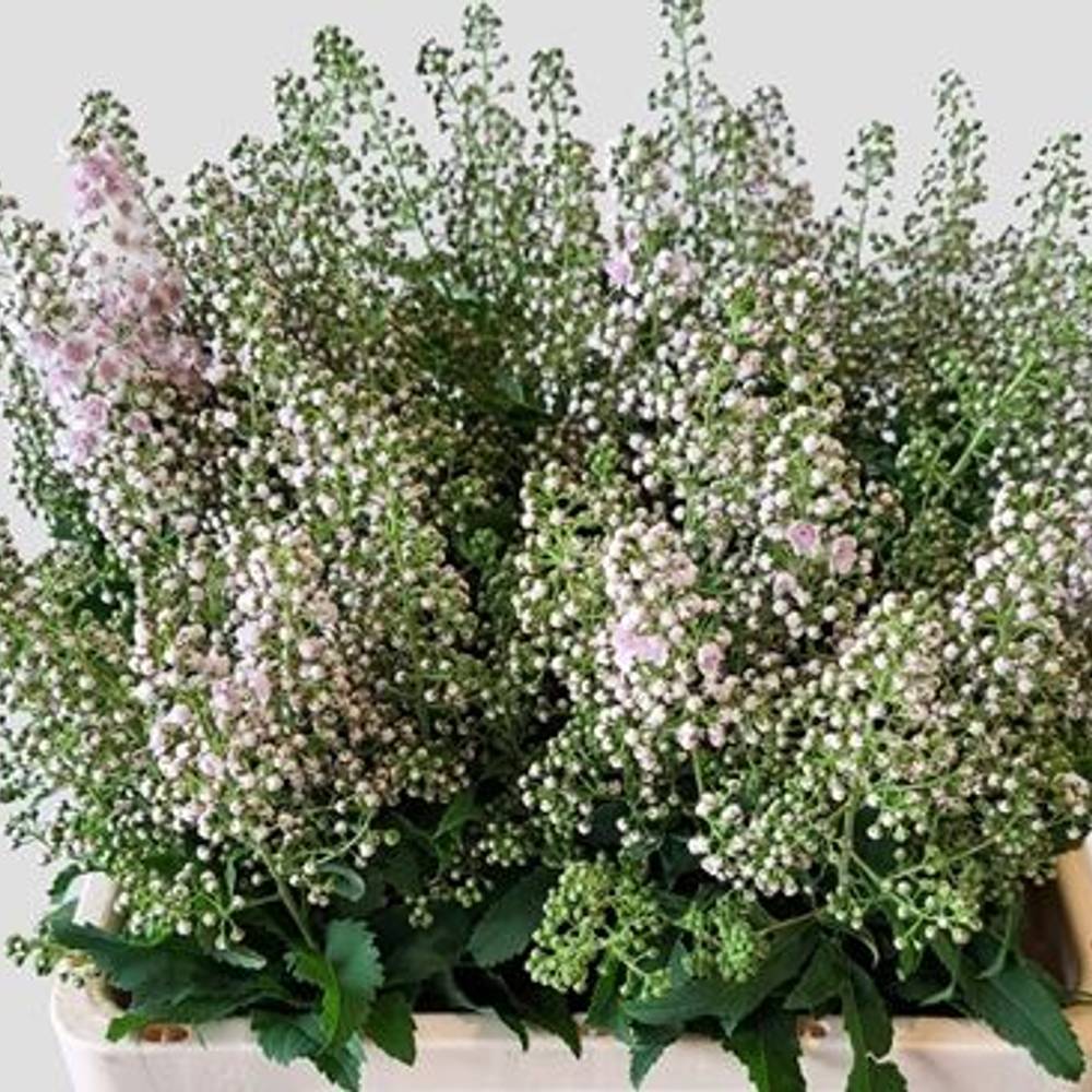 Spirea pink Innocent 80cm