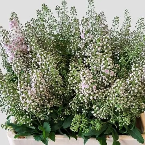 Spirea pink Innocent 80cm
