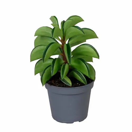 Peperomia Ferreyrae Fire Sparks T06 H015