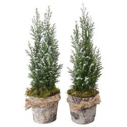 Chamaecyparis Ellwoodii Holz Topf PTK25168 T09 H032