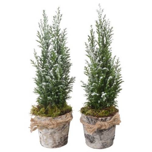 Chamaecyparis Ellwoodii Holz Topf PTK25168 T09 H032