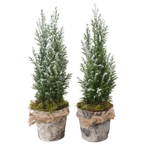 Chamaecyparis Ellwoodii Holz Topf PTK25168 T09 H032