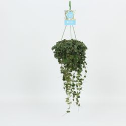 Hoya Curtisii Ampel T14