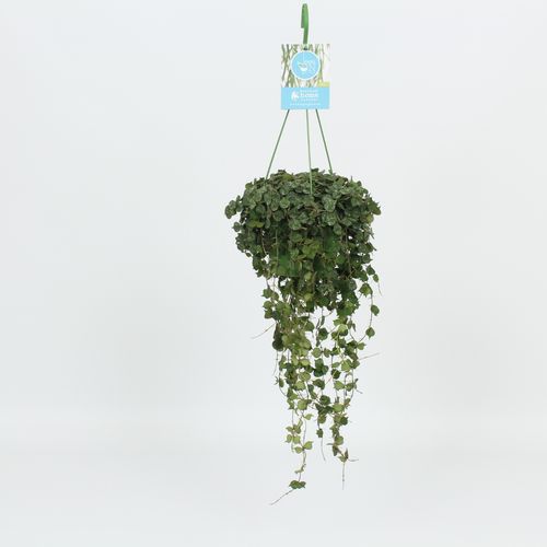 Hoya Curtisii Ampel T14