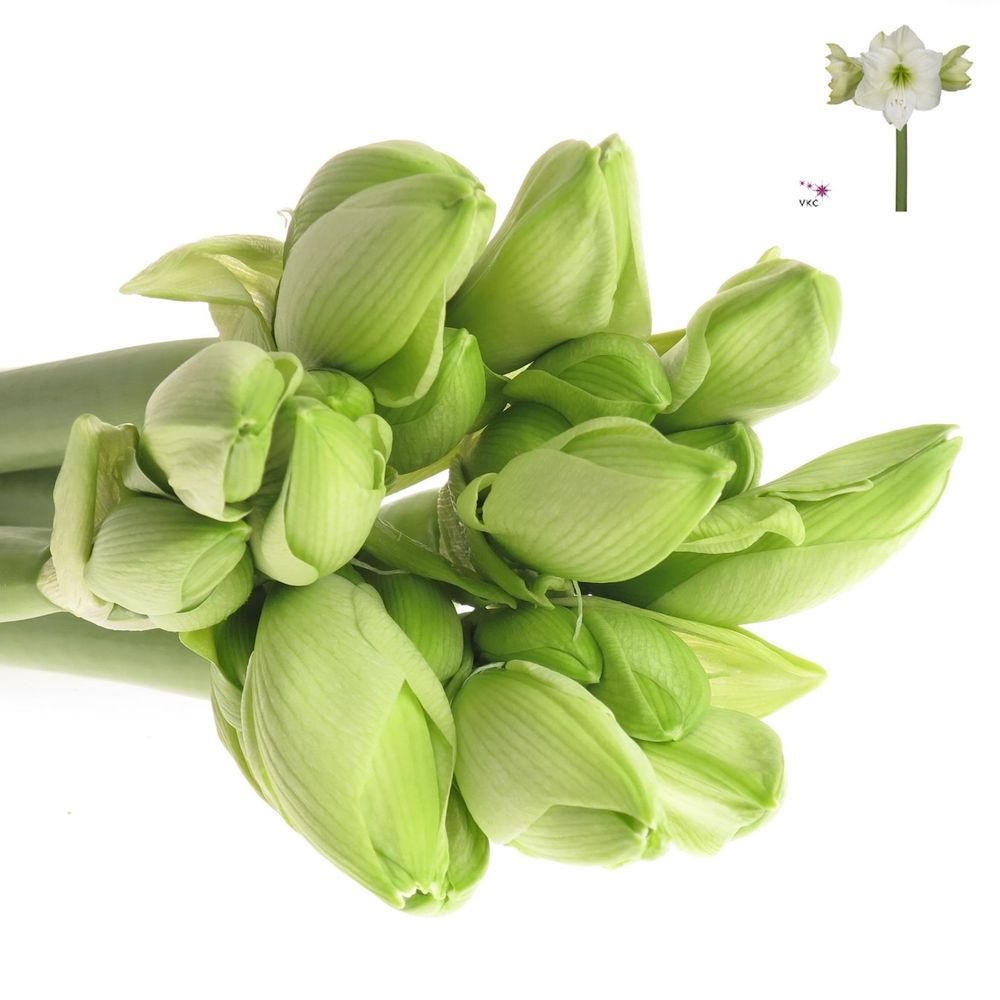 Amaryllis weiss Casablanca