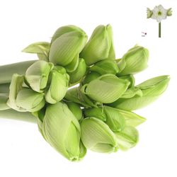 Amaryllis weiss Casablanca
